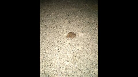 Frog Appears In My Family Driveway? Divine Signs of the frog