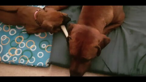 Rhodesian Ridgebacks Mr Brown & Miss Tickle Sharing