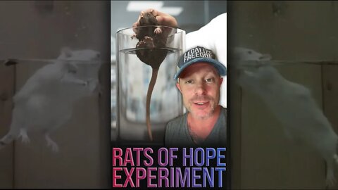 The Rats of Hope Experiment 🐀 #shorts