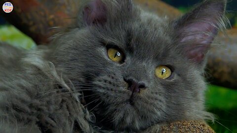 Maine Coon kitten blue solid.