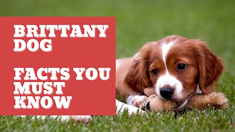 Brittany Dog 🐶Brittany Dog Breed Information, Characteristics and Facts