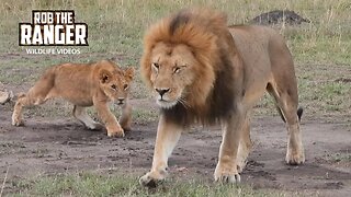 Lovely Lion Pride Getting Active | Lalashe Maasai Mara Safari