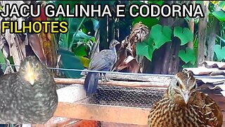 JACU CODORNA GALINHA JUNTOS DIVERSÃO GARANTIDA