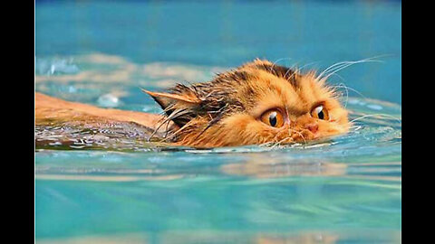 CAT swimming she love water