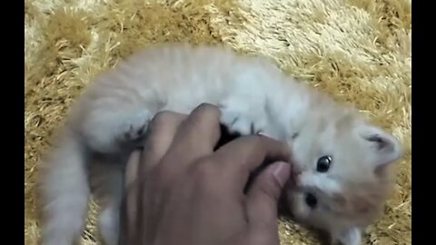 Cute baby Cat playing with finger