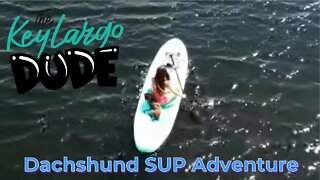 Paddle boarding with our little Dachshund Milo in Key Largo Florida | Doggy SUP adventure 4K