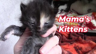 Mama Cats Kittens Are 2 Weeks Old! 😻