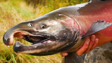 EPIC Coho Salmon FISHING - Twitching Jig BEATDOWN! (Underwater Bites CAPTURED!)