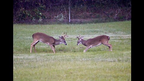 Texas Deer Cam. Weekly, 10/20/23