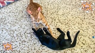 Epic Battle Round Two!! Black Kitten Vs Orange Cat
