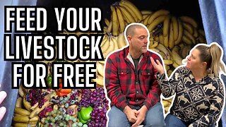 How to Find Free Food For The Livestock | Does He Need Surgery? We Are Worried #FarmLife #Groceries