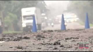 ‘Biblical’ plague of frogs, toads and tadpoles causes multi-car pile-up