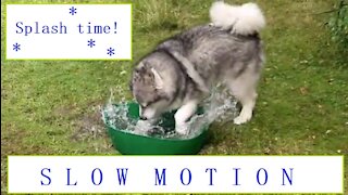 Slow-motion dog splashing around in a water tub