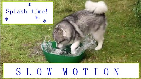 Slow-motion dog splashing around in a water tub