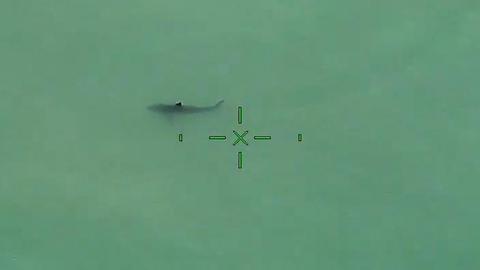 Great White Sharks Off The Coast Of Orange County