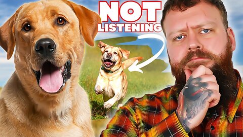 How to train A Dog That Won, Listen to you