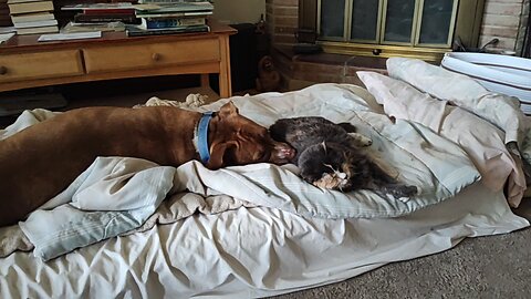 Cat 21 years old pitbull comforting her