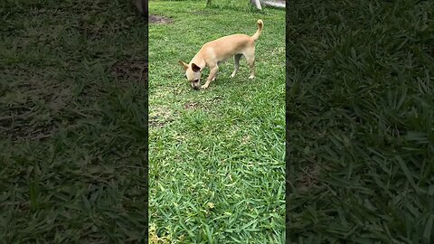 Hyper Dog Sprint #chihuahuapuppy #chihuahuababy #funnyanimals #funnydog #funnypuppyvideo #chihuahua