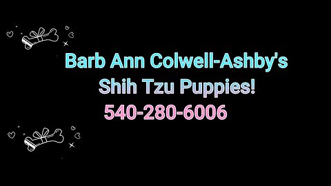 Barb's Shih Tzu Puppies!
