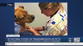 Pets to be subject of COVID-19 study in the Valley