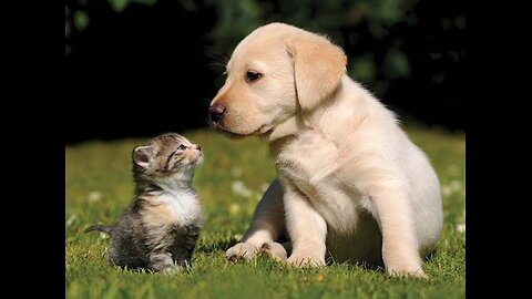 FUNNY CAT AND DOG MOMENTS