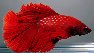 Red Bettafish