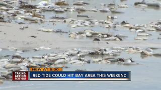 Red tide killing fish on Siesta Key, scientists fear it will continue to spread