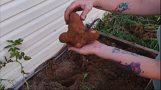 Potato Harvest and Garden Update!