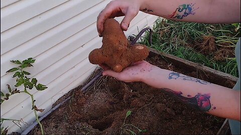 Potato Harvest and Garden Update!