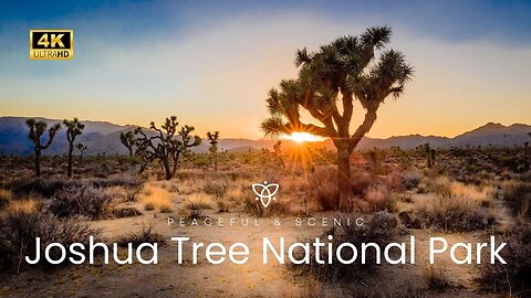 Peaceful Joshua Tree National Park | Country Music 2023 #silentvlog #joshuatreenationalpark
