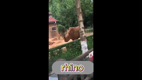 Rhino's body is very strong