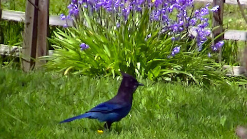 IECV NV #508 - 👀 Steller's Jay In The Backyard 5-1-2018