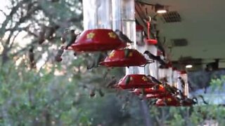 Flokk mad Kolibrier spiser før de migrerer