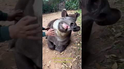 What In The World Is A Tapir?