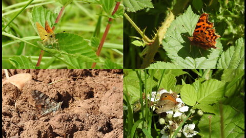 Day 25 of #30DaysWild 2022 - Butterflies and birdsong!