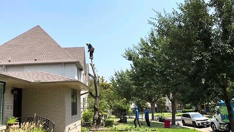 Goodbye 😥 to my Cherry Laurel (Tree) - Dallas, Tx, August 21, 2023