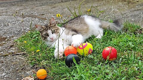 Cute Cats Playing With Balls