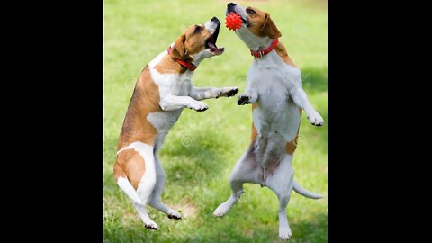 Wow A Smart Dogs Playing Ball With Funny Pets World Animals Competition