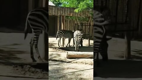 Zebra's Shakin' Their Booties