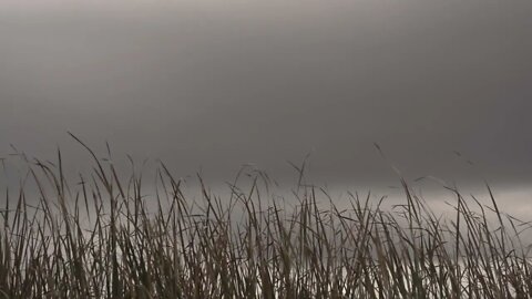 Beachfront B Roll Cattail Leaves Free to Use HD Stock Video Footage