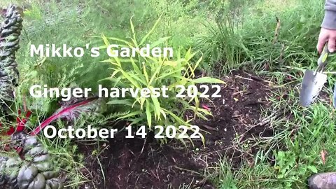 Mikko's Garden zone 6 ginger harvest 2022