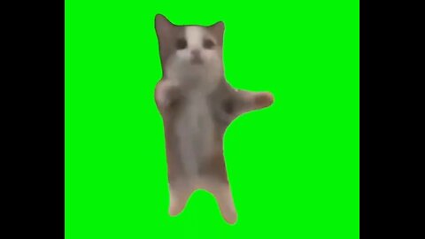 Epic Cat Tail Chase - Hilarious Feline Pursuits