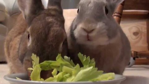 Two cute rabbits eating vegetables