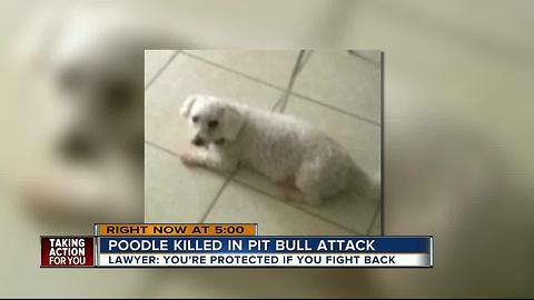 Pit bulls attack Tampa man, eat poodle