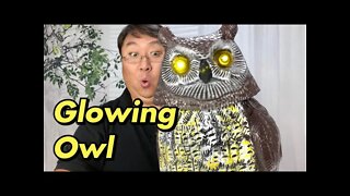 This Owl Glows and Hoots to Scare Birds!
