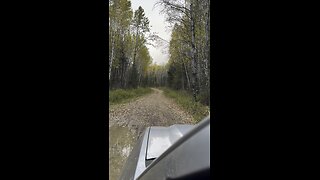 Timber Wolf encounter in International Falls MN