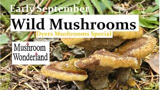 Mushroom Foraging early September, Dyers Mushroom special