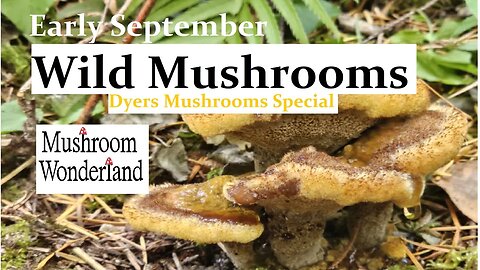 Mushroom Foraging early September, Dyers Mushroom special