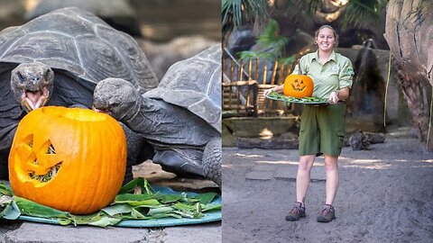 Galapagos tortoises at Disney's Animal Kingdom celebrate #Halloween with pumpkins! 🎃