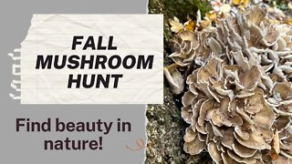 Fall Mushroom Hunt & Nature walk: Foraging for Maitake aka Hen of the Woods